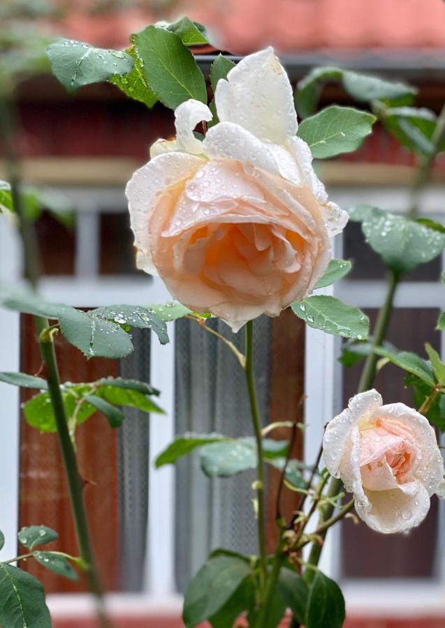 Flower Street Svityaz' Εξωτερικό φωτογραφία